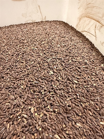 Gyrup Gårdmalt - Barbushka-malt - Purpurlilla nøgenbyg