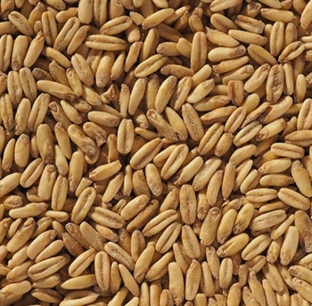 Crisp Malting -  Naked Oat Malt (2-7 EBC)