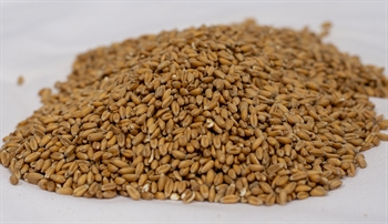 Gyrup Gårdmalt - Chit (3-5 EBC)