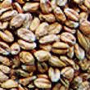 Weyermann - Wheat Pale (Økologisk) - 25 kg
