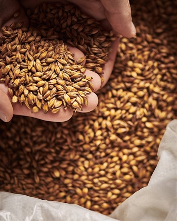 Weyermann - Floormalted Bohemian Dark Malt (12-20 EBC)